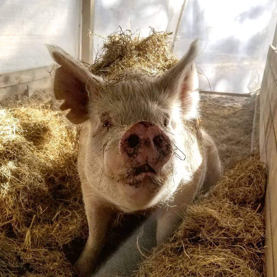 A pink pig resting in a bed of hay