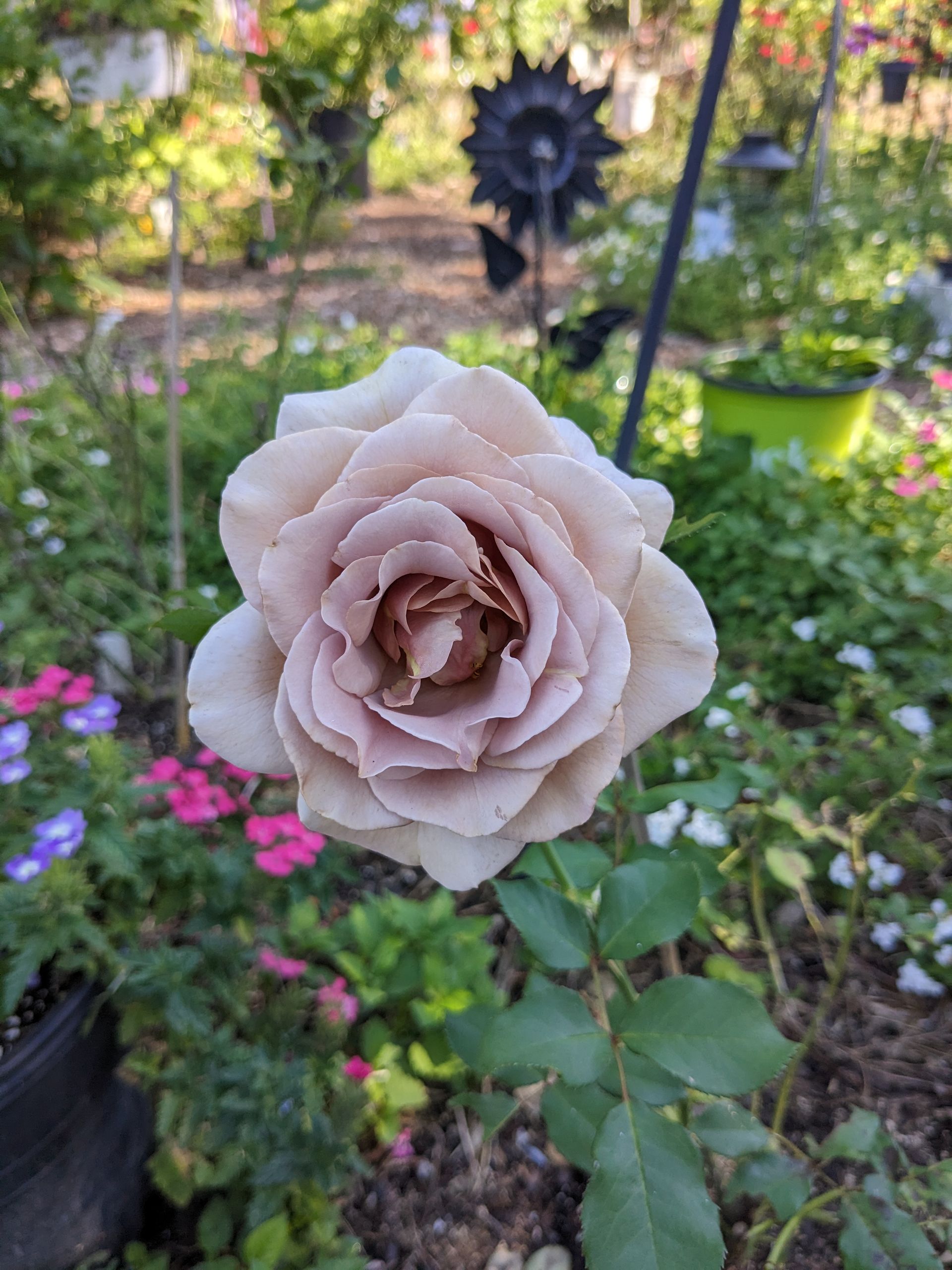 A pale pink rose in the sanctuary garden