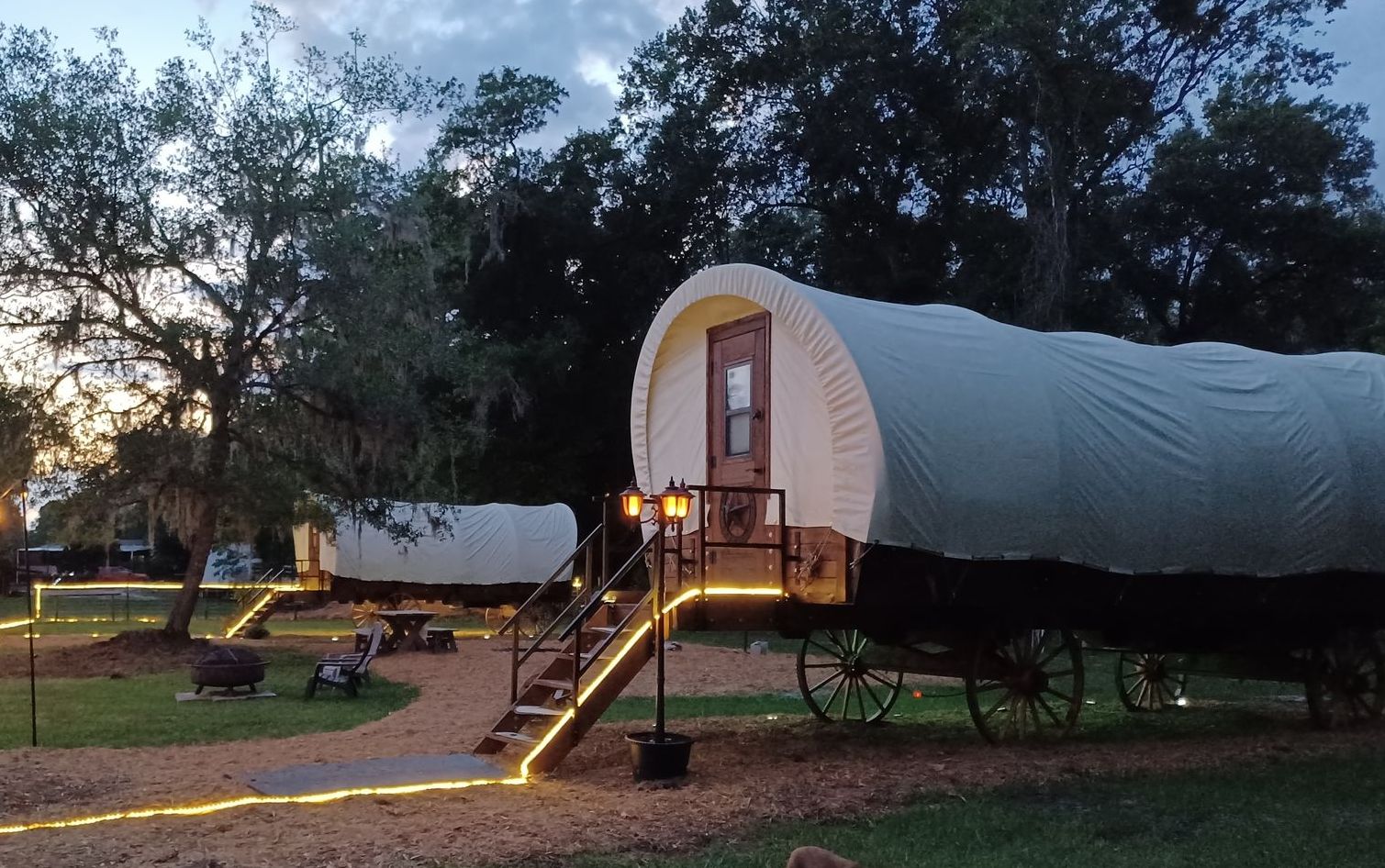 Two covered wagons lit by string lights at dusk under the oaks