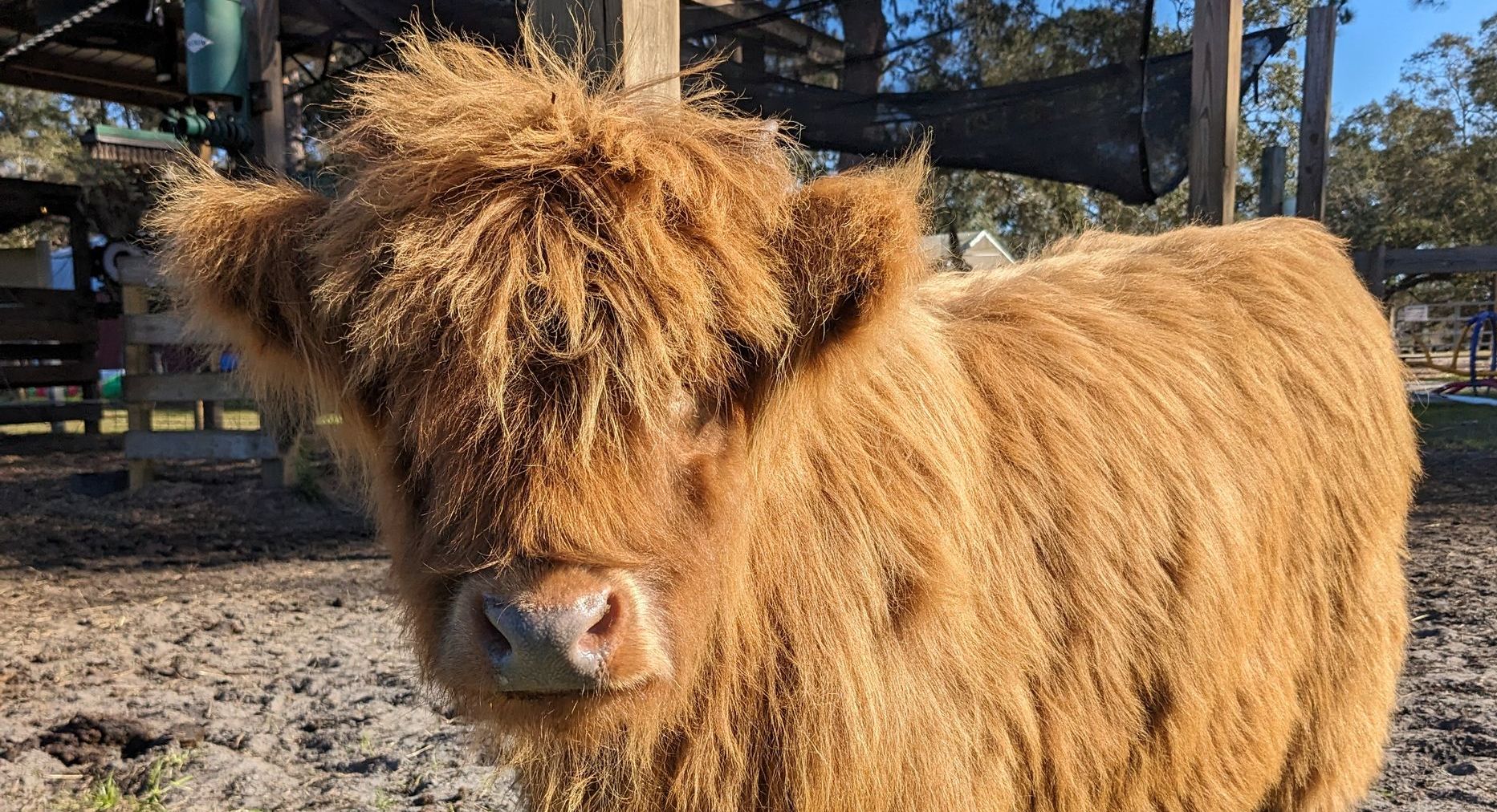 Jett the Highland cow, shaggy and ginger, looking into the camera