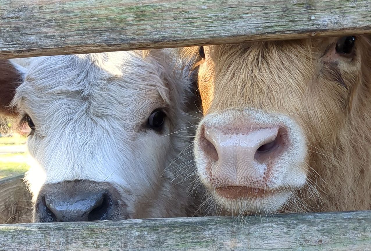 Penny and Phoebe, a white and a ginger Highland heifer, peeking through the fence